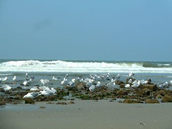 Seagulls on beach against sky