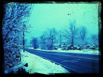 Road along trees