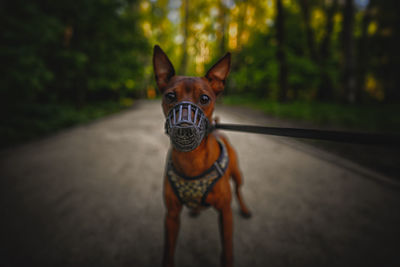 Portrait of dog on road