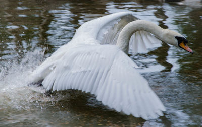 Swan floating on lake