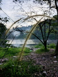 Close-up of grass on field against trees