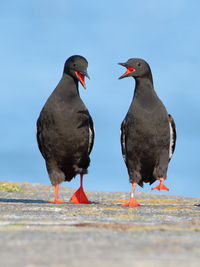 Two birds perching on the ground