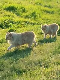 Sheep grazing on grassy field