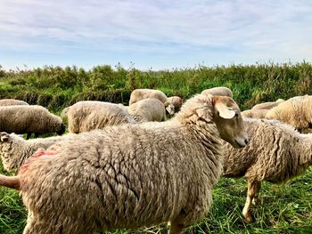 A flock of sheep in a field