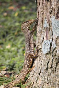 Close-up of lizard on tree trunk