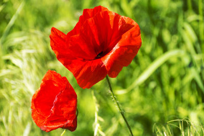 Close-up of red poppy blooming outdoors