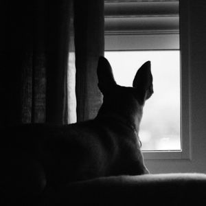 Close-up of dog sitting at home