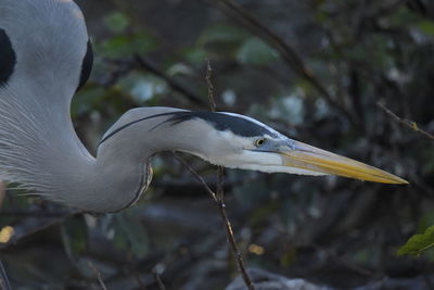 Close-up of a bird flying