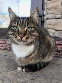 Close-up portrait of tabby cat