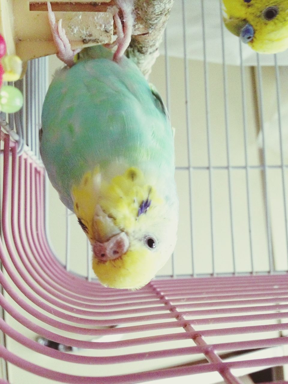 animal themes, bird, one animal, cage, indoors, parrot, pets, domestic animals, multi colored, animals in captivity, birdcage, dog, close-up, animal representation, toy, animal head, animals in the wild, yellow, beak, stuffed toy