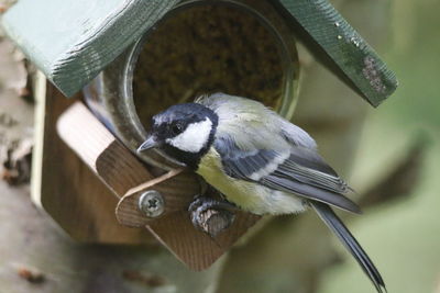 Close-up of bird perching on feeder