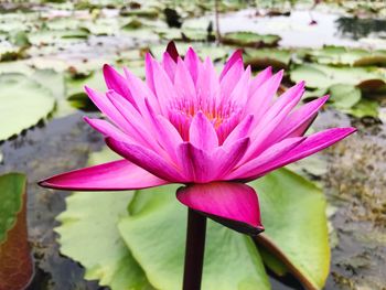 Close-up of pink water lily blooming outdoors