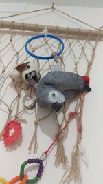 Close-up of stuffed toy hanging against wall