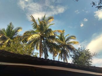 Low angle view of coconut palm trees against sky