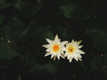 Close-up of water lily blooming outdoors