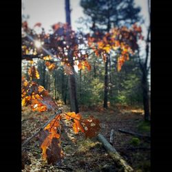 Leaves on tree trunk