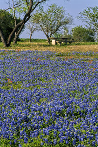 Purple flowering plants on field