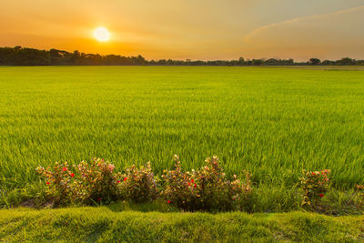 Scenic view of field against sky during sunset