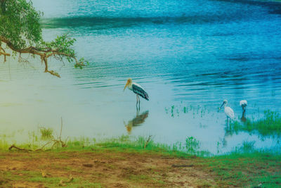 Bird flying over lake