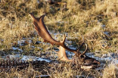 View of deer on field