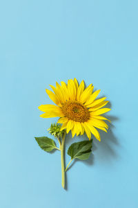 Close-up of yellow flower against blue background