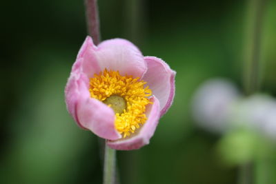 Close-up of pink flower