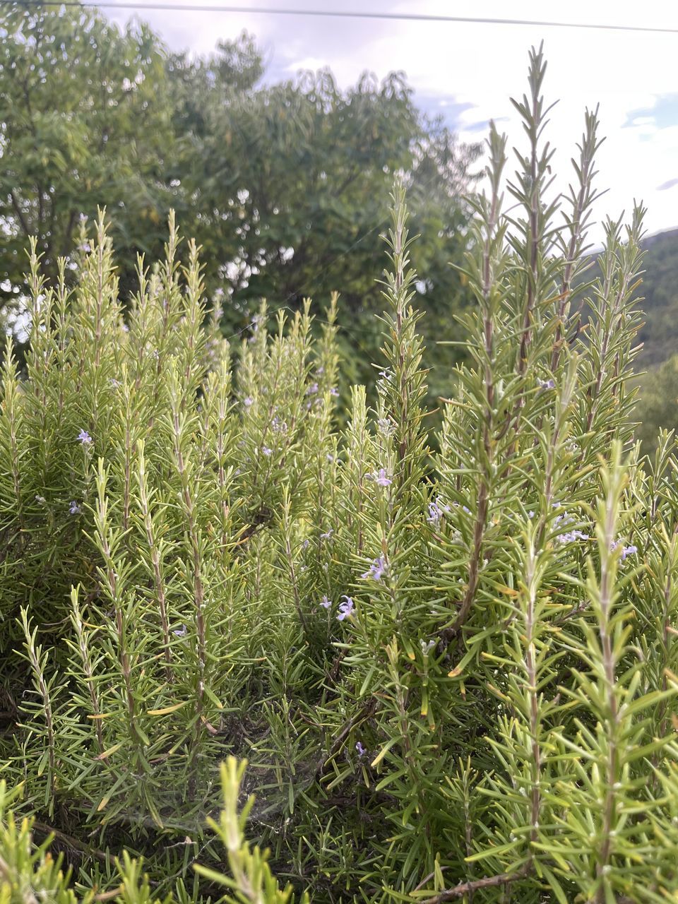 plant, growth, tree, spruce, green, fir, nature, day, evergreen, no people, branch, beauty in nature, forest, christmas tree, outdoors, tranquility, shrub, low angle view, flower, leaf, coniferous tree, pine tree