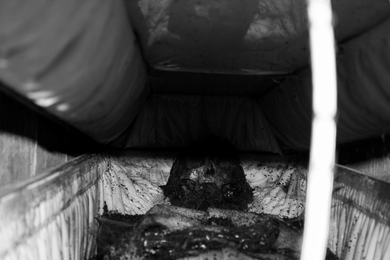 CLOSE-UP OF CAT IN CONTAINER