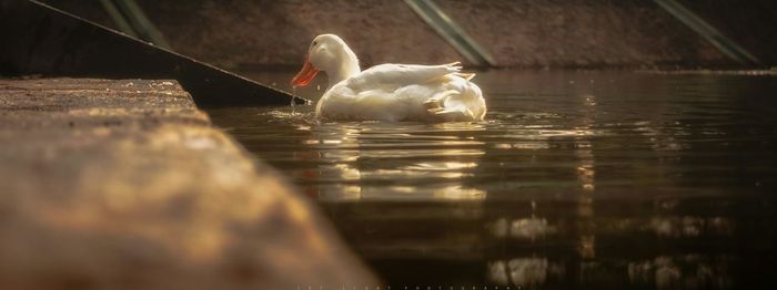 Swan swimming in lake