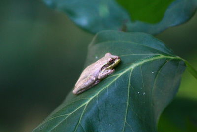 Close-up of insect on leaves