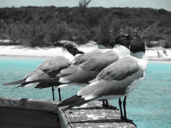 Close-up of birds perching on lake