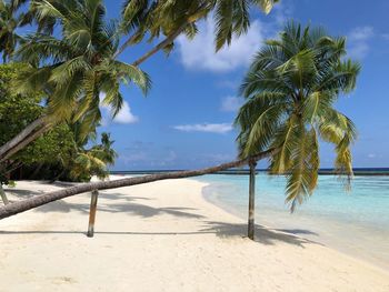 Palm trees on beach against sky