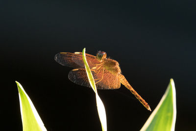 Close-up of dragonfly over black background