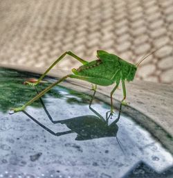 Close-up of green perching on leaf