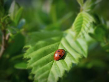 Close-up of ladybug on leaf
