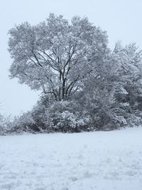 Trees on snow covered landscape against sky