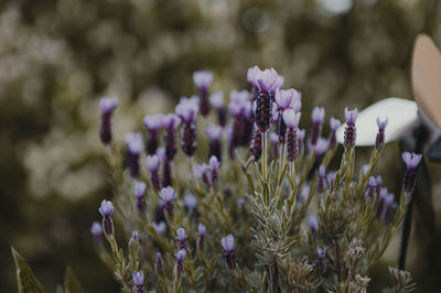 Close-up of purple flowering plant