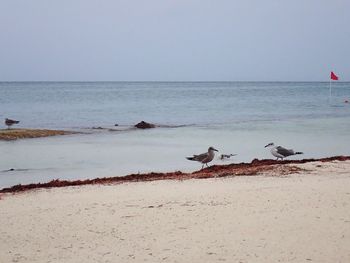 Birds on beach against sky