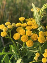 Close-up of yellow flowering plants