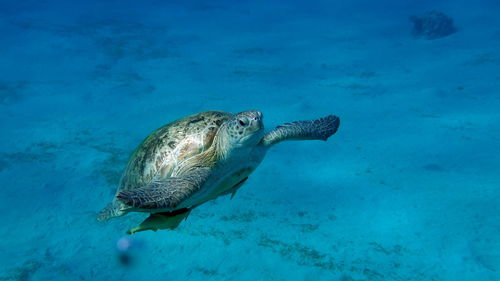 Big green turtle on the reefs of the red sea.