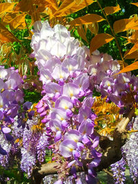 Close-up of purple flowers blooming outdoors