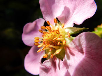 Close-up of honey bee on flower blooming outdoors