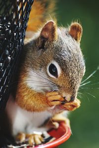 Close-up of squirrel by bird feeder