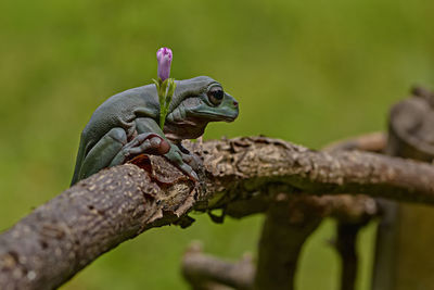 Close-up of snake perching on branch