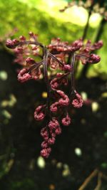 Close-up of beautiful flowers on plant