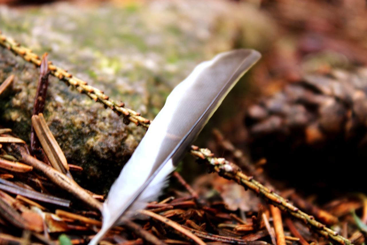 CLOSE-UP OF FEATHERS ON FIELD