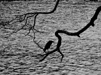 Bird on branch at water