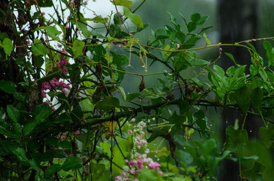 Close-up of plants