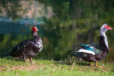 Mallard duck on a field