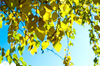 Low angle view of yellow leaves against sky